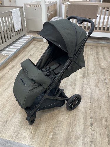 Ingelsina maior compact - ingelsina,